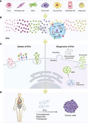 Extracellular Vesicles and Interleukins: Novel Frontiers in Diagnostic and Therapeutic for Cancer